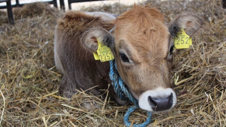 Zahtjev za nacionalne potpore - rokovi i uvjeti prihvatljivosti