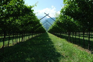 Međunarodna izložba vinogradarstva - Enovitis
