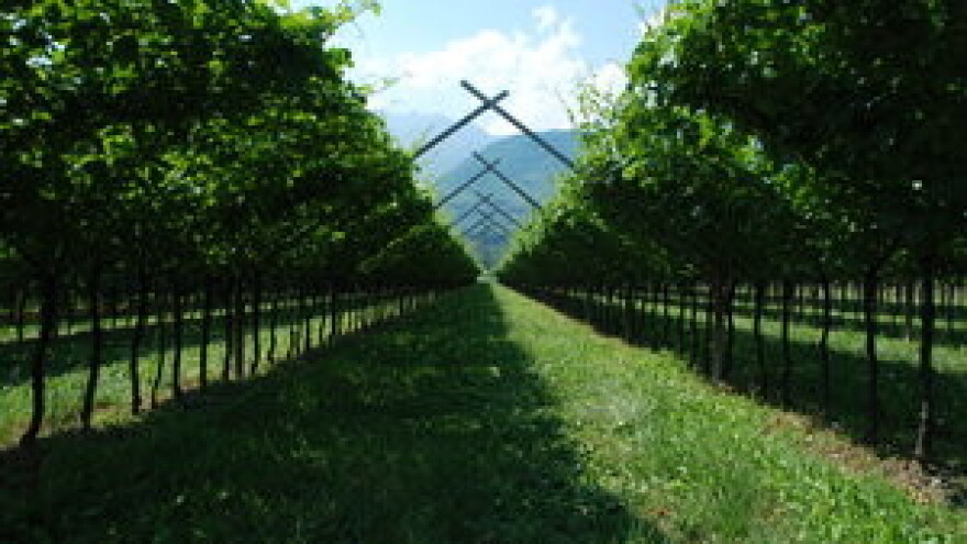 Međunarodna izložba vinogradarstva - Enovitis