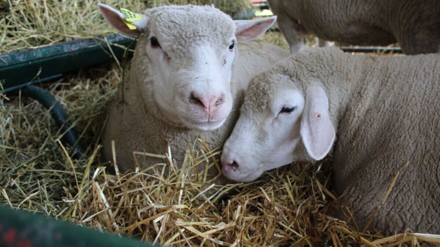 I dalje padaju cene stoke, jagnjad i za 370 din/kg