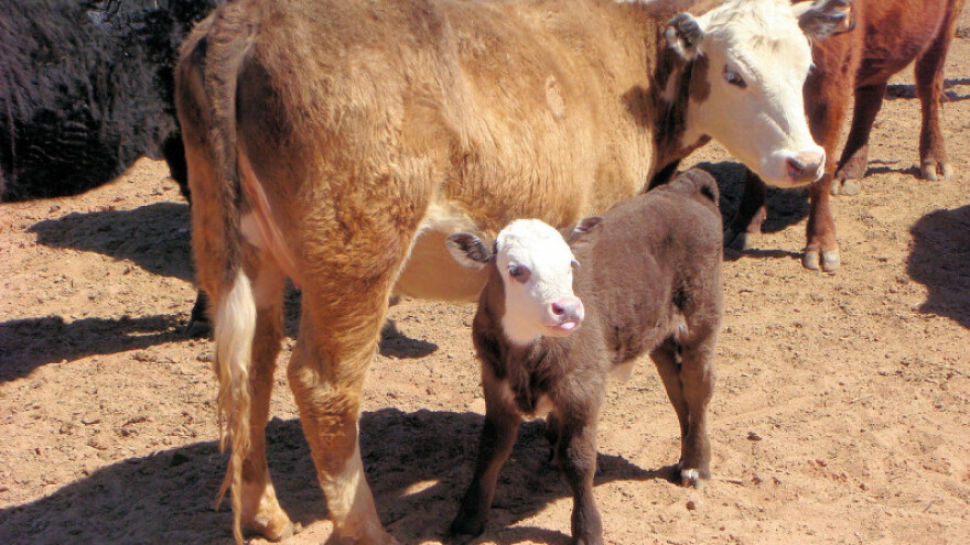 Izložba stočarstva imat će i takmičarski karakter