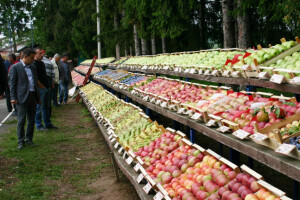 Bez navodnjavanja i zaštite od  grada - ništa od voća