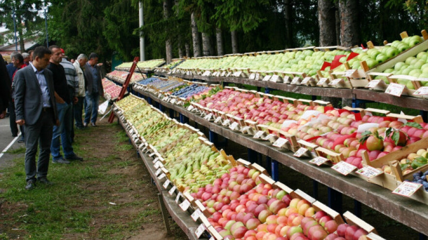 Bez navodnjavanja i zaštite od  grada - ništa od voća