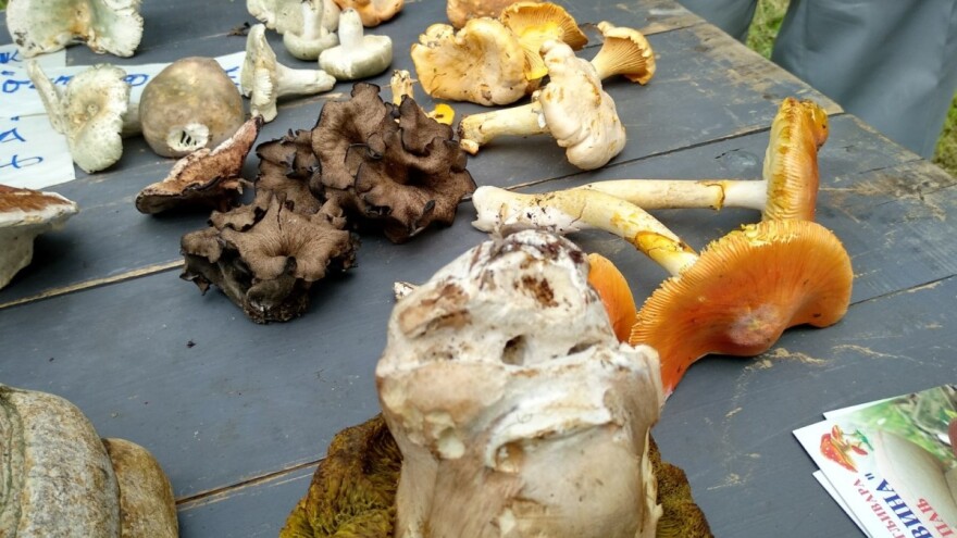 Za kupce gljiva i uputstvo za upotrebu