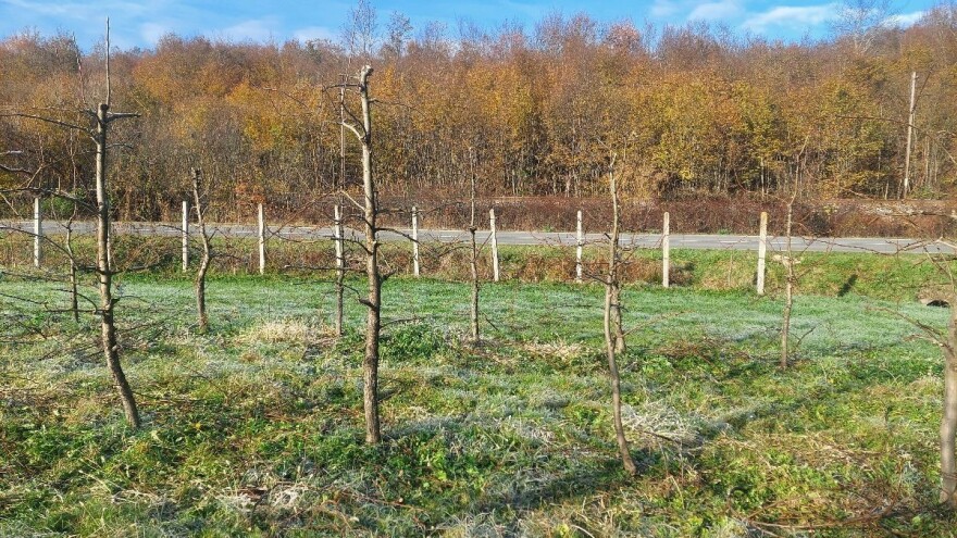 Koji je značaj izolacije vrhova stabala krušaka?