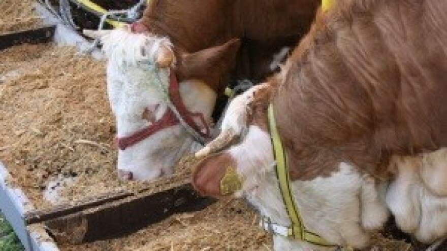 21. Državna stočarska izložba "Gudovac 2013."