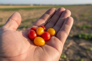 Izraelci proizveli najmanji paradajz na svijetu