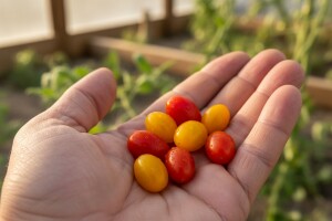 Izraelci proizveli najmanju rajčicu na svijetu