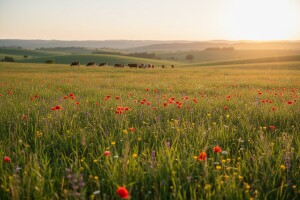 Izravna plaćanja - obveze očuvanja travnjaka