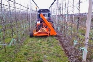 Podrezivanje korijena za smanjenje bujnosti