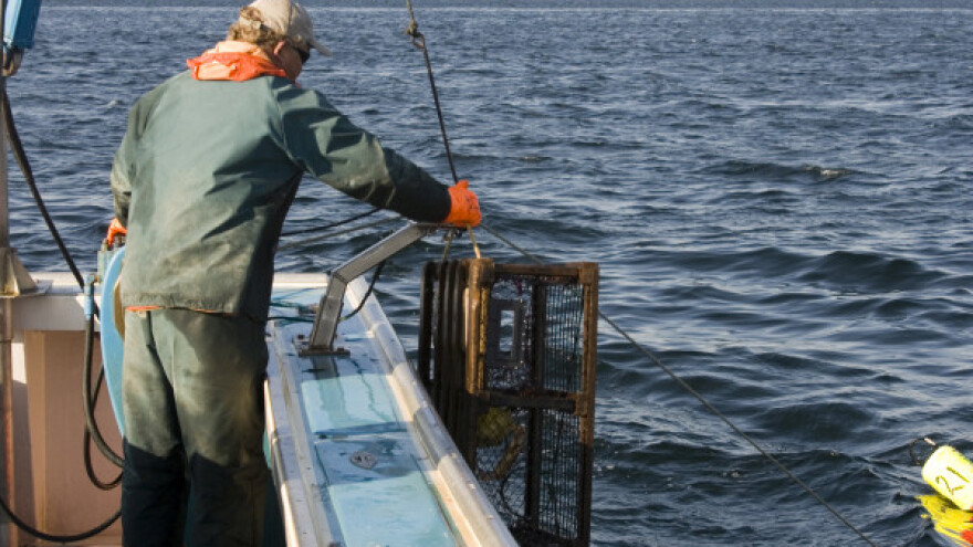 Izumire li divlji losos?