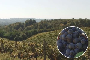 U valjevskom kraju sve više površina pod vinovom lozom
