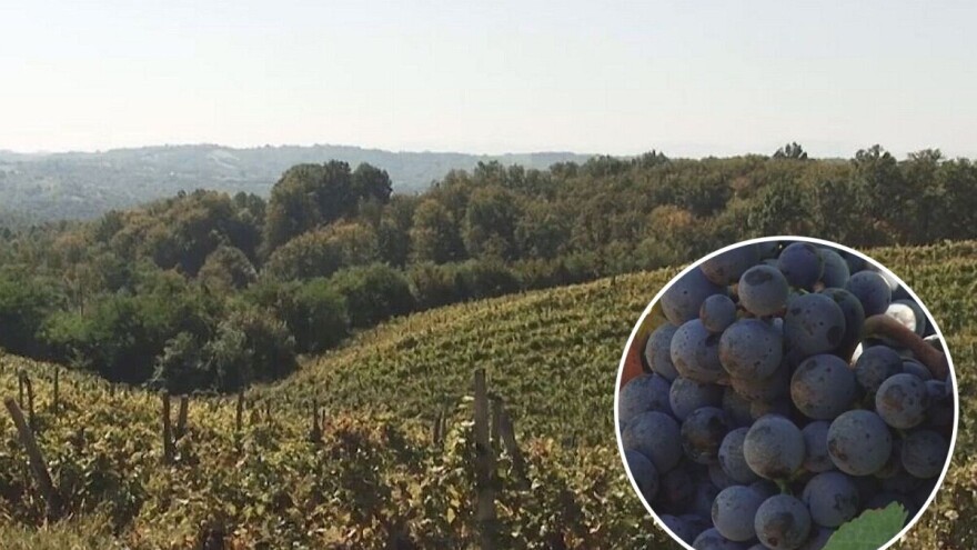 U valjevskom kraju sve više površina pod vinovom lozom