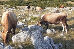 Na krškim pašnjacima treba uzgajati samo izvorne pasmine goveda?