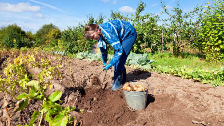 BiH odobren izvoz krompira u EU