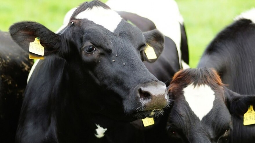 Izvoz mlijeka smanjen, uvoz raste!