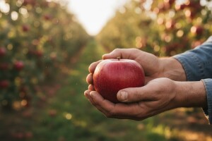 Izvoze eko jabuke preko proizvođačke grupe