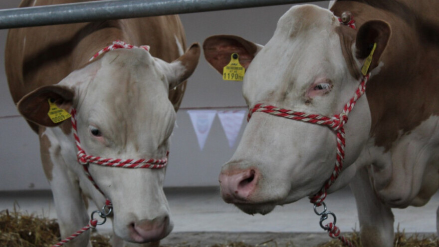 Goveđe meso i mlijeko smije u BiH!