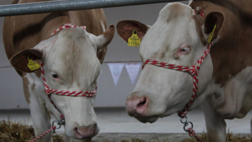 Goveđe meso i mlijeko iz RH smije u BiH