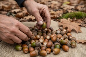 Izvozna cijena žira tri puta veća od otkupne