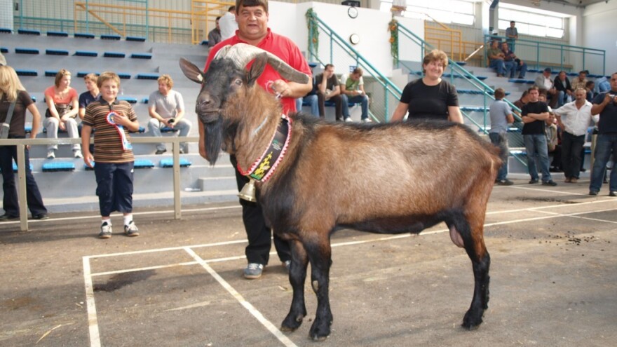 Europa je gladna kozjeg mlijeka!