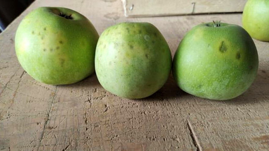 Pojava gorkih pjega na jabuci - osjetljive sorte mucu i jonagold