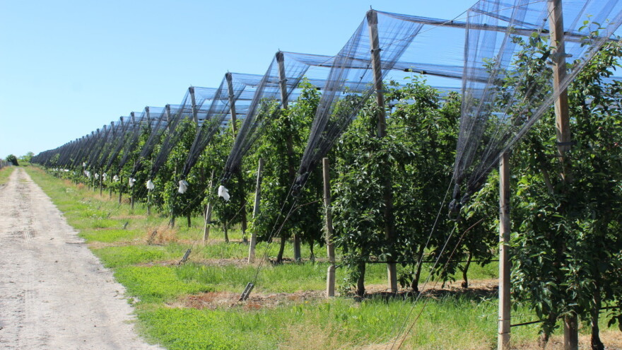 Postigli stabilnost na tržištu, a cilj je intenzivirati proizvodnju i sarađivati sa drugim voćarima