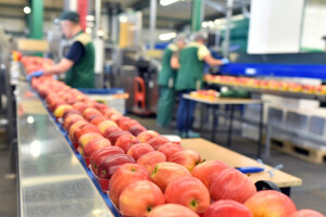 Potporu u Intervenciji 73.11 ostvaruje gotovo 80% prijavljenih