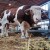 Ovo je Jablan - najteži bik Sajma poljoprivrede u Novom Sadu