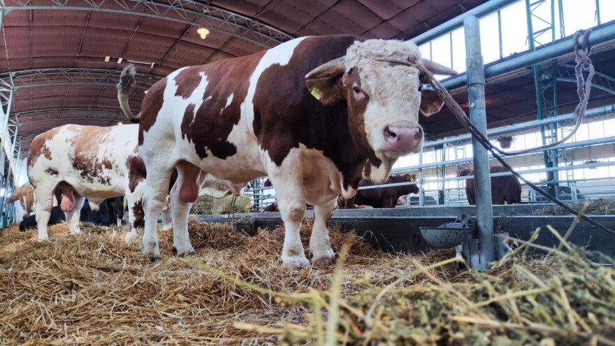Jablan - najteži bik 90. Sajma poljoprivrede prešao tonu