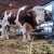 Jablan - najteži bik 90. Sajma poljoprivrede prešao tonu