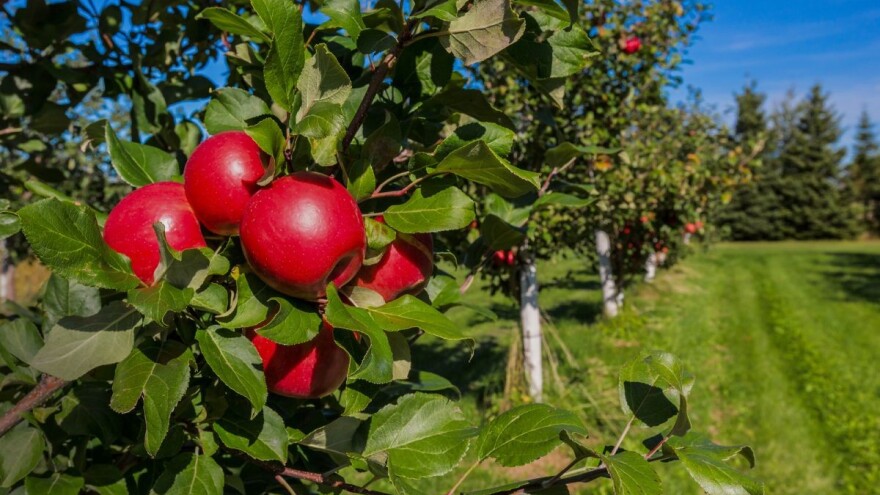 Rak korijena na sadnicama voća