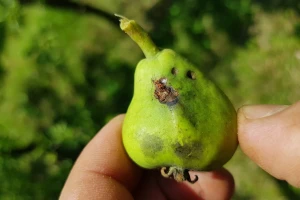 Najavljene padavine uticaće na voće, odradite zaštitne tretmane sutra