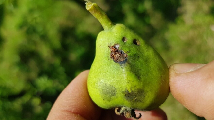 U toku je piljenje larvi druge generacije jabukinog smotavca