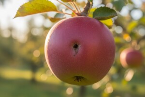 Jabučni savijač - cydia pomonella