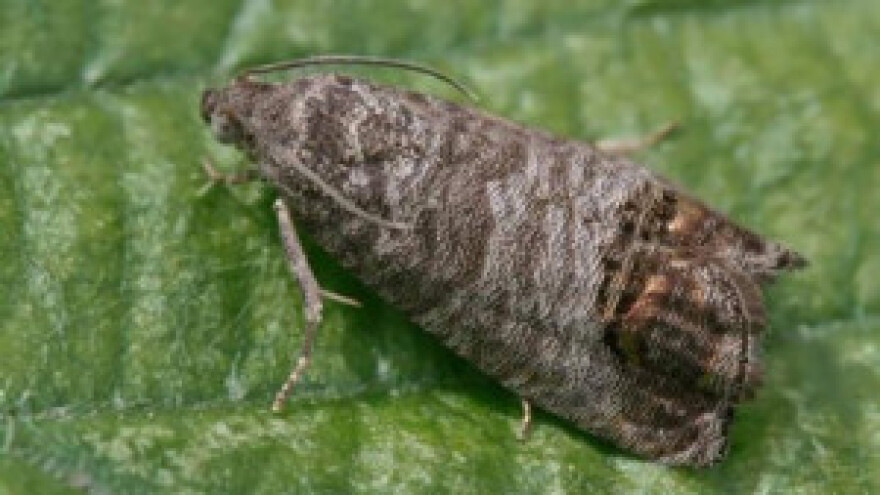 Ekološko suzbijanje jabučnog savijača