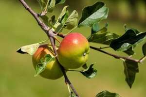 Budimka - stara sorta jabuke pogodna za organski uzgoj
