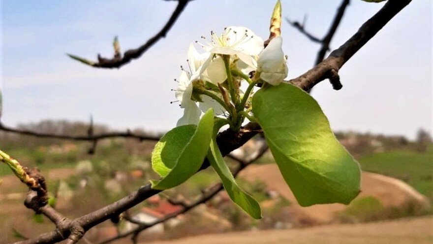I dalje oblačno sa povremenim padavinama - mogućnost pojave čađave pegavosti lista jabuke