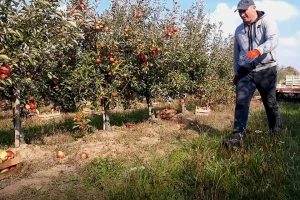 Jabuka "padalica" u vrednosti jedne žvake?