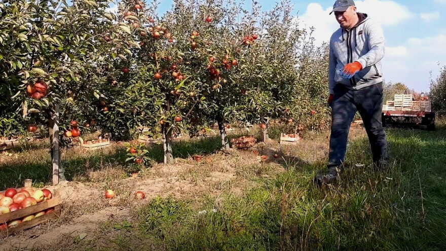Jabuka "padalica" u vrednosti jedne žvake?