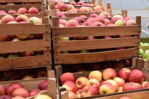 Lakše prodaju jabuku u Egipat nego lokalni vrtić