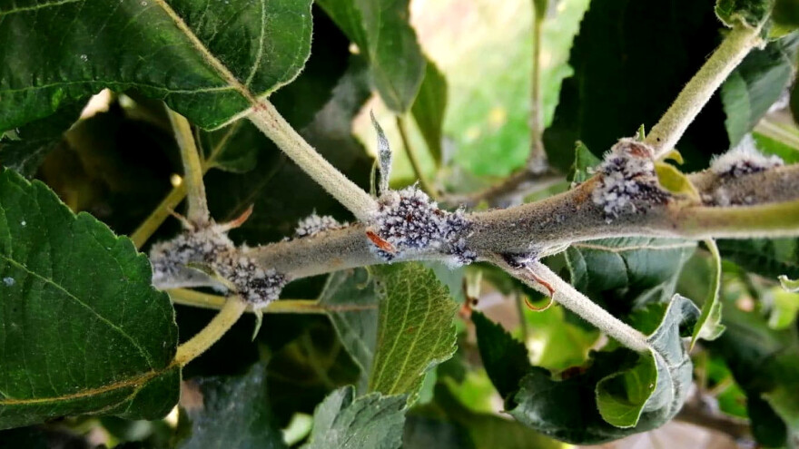 Krvava vaš u jabučnjacima: Mogućnost prevremenog sušenja voćnjaka