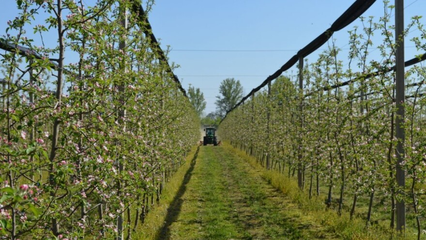 Rezidba i formiranje mladog voćnjaka