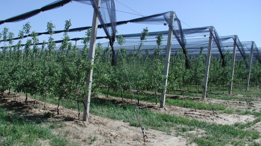 Zimska rezidba jabuke - izolacija vrhova provodnice