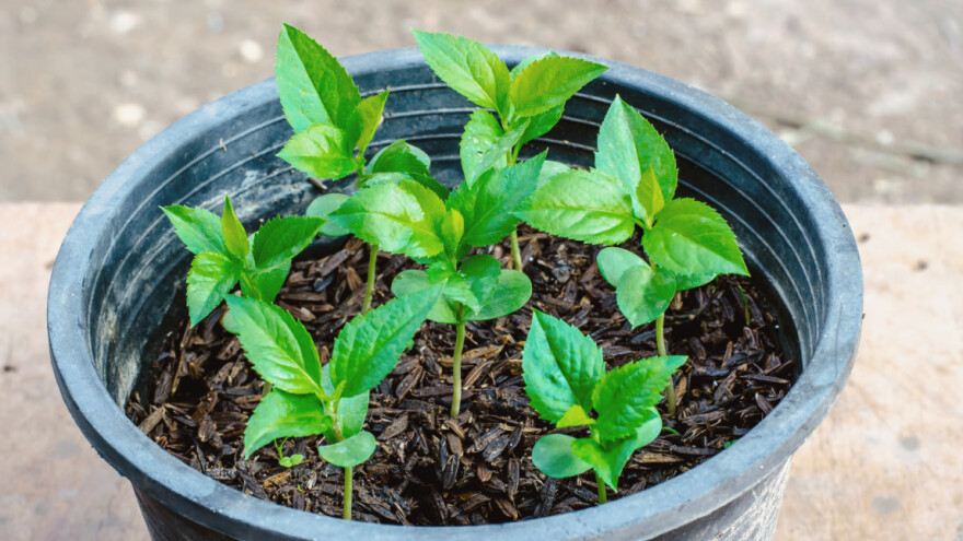 Kako posijati sjeme iz voćke?