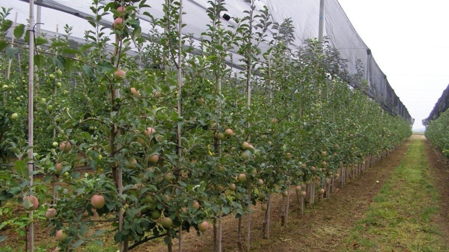 Primarni proizvođači zahtjev za potporu možete poslati još danas!