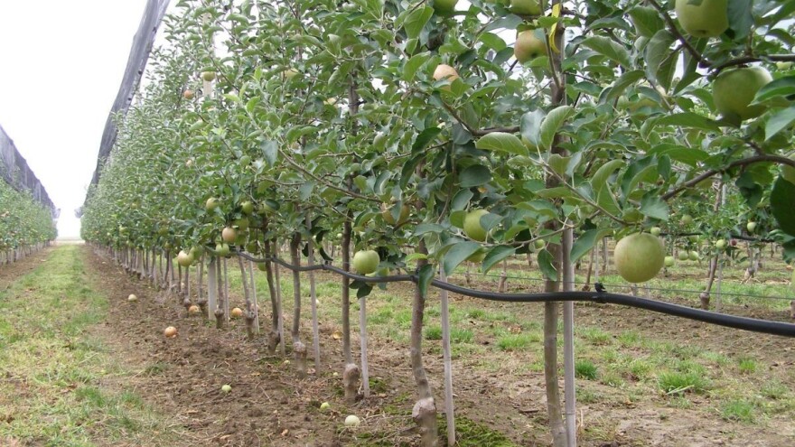 Kako možemo utjecati na povećanje efektivnog perioda oprašivanja kod cvjetova jabuke?