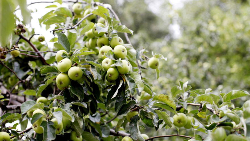 Razvoj ploda jabuke i potrebe za hranjivima