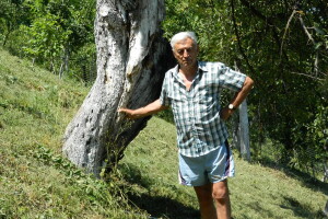 Jabuka stara 139 godina rađa u voćnjaku Antićevih