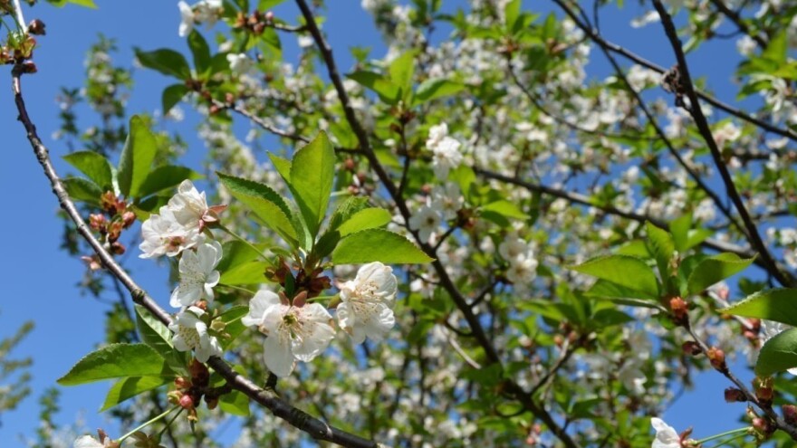 Septembarske temperature preko 20°C postiču retrovegetaciju, kako postupiti?